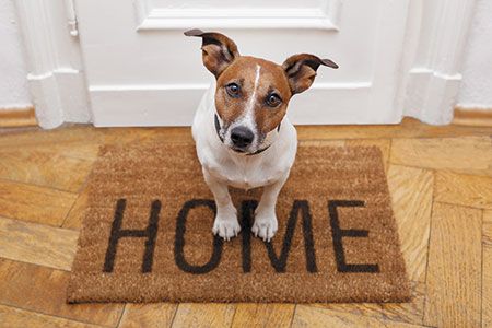 Pets are Affecting Buyer Preference